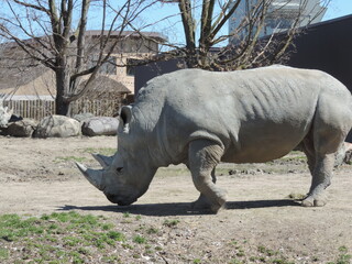 RHINO