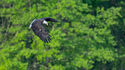 Adult bald eagle flying with trees in the background. 