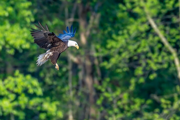 Adult bald eagle flying with trees in the background. 