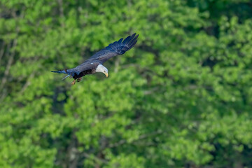 Adult bald eagle flying with trees in the background. 