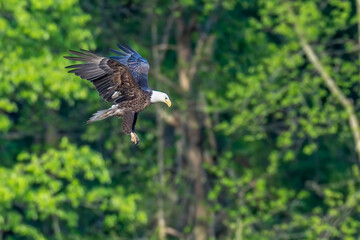Adult bald eagle flying with trees in the background. 