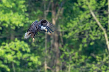 Adult bald eagle flying with trees in the background. 