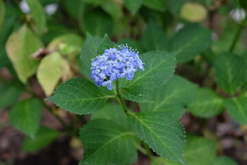 あじさいの花