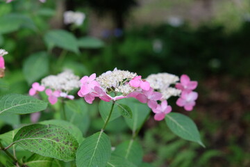 あじさいの花
