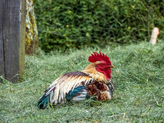 Colorful rooster lying on the grass