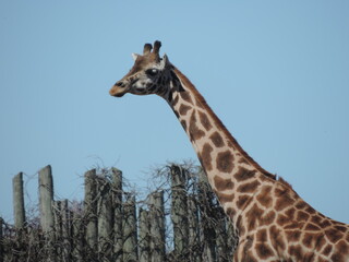 GIRAFFE
