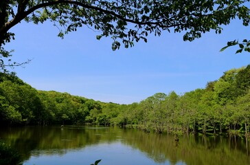 Fototapeta na wymiar 新緑がきれいな湖　春の風景　真岡井頭公園