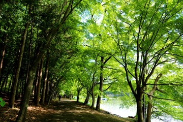 気持ち良い新緑　木漏れ日　風景　真岡井頭公園