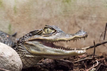 A picture of a crocodile