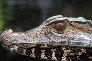 A picture of a crocodile