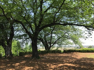 木陰