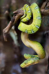 Obraz premium A picture of a snake