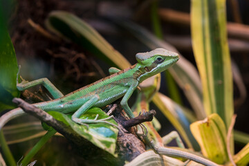 A picture of a lizard