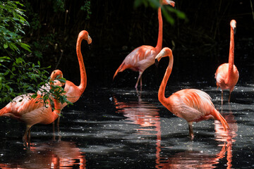 A picture of pink flamingos