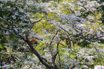 Cherry blossom in Alishan National Forest Recreation Area
