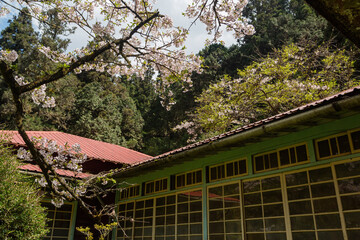 Cherry blossom and Japanese wooden building in Alishan National Forest Recreation Area