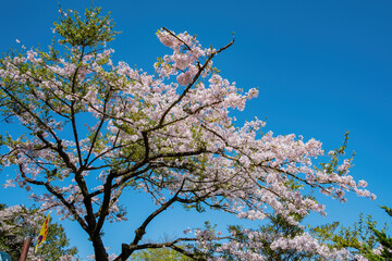 Cherry blossom in Alishan National Forest Recreation Area