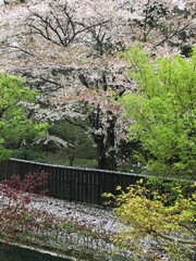 桜散る