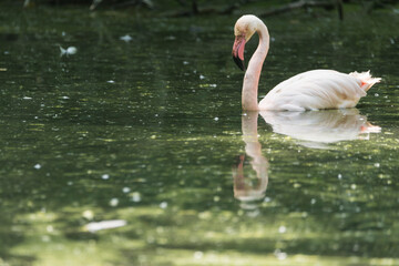 A picture of pink flamingos