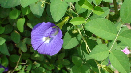 planta flor feijão borboleta clitoria ternatea