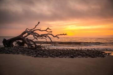 Sunrise on Driftwood Beach