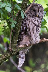 A picture of a owl