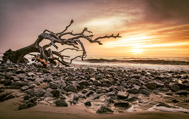 Sunrise on Driftwood Beach