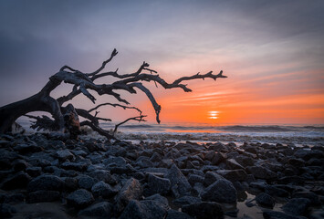 Sunrise on Driftwood Beach