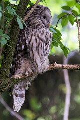 A picture of a owl