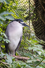 A picture of a night heron
