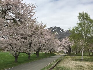 磐梯山と桜