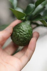 Hand holding bergamot fruit on Kaffir lime branch. Close up bergamot herbal for pharmaceutical ingredient, spa, cosmetic, aroma, food, fragrance oil, tea. Citrus hystrix for farm, agriculture, garden.