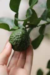 Kaffir lime fruit, hand holding fresh Bergamot herbal used in pharmaceutical ingredient, spa, cosmetic, aroma, food, fragrance oil, tea. Citrus hystrix with green skin for farming, agriculture, garden