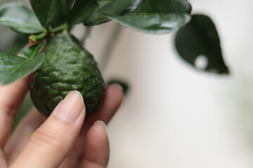 Hand holding bergamot fruit on Kaffir lime branch. Close up bergamot herbal for pharmaceutical ingredient, spa, cosmetic, aroma, food, fragrance oil, tea. Citrus hystrix for farm, agriculture, garden.