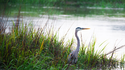 Blue heron fishing in the marsh