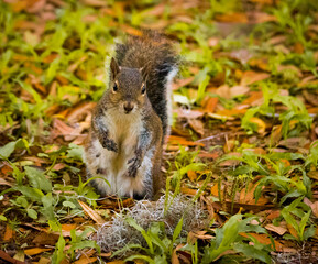 Squirrel in the park