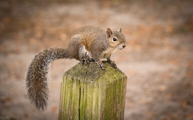 Squirrel in the park