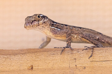 A wild lizard in the U.S. Virgin Islands National Park on the island of St. John.