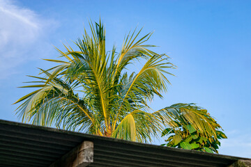 Coconut tree behind the house