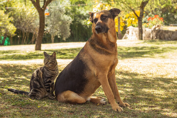  cat and german shepherd dog playing in the park