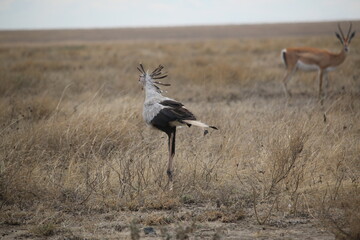 secretarybird in serengeti