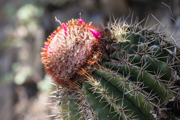 A wild barrel cactus plant growing in U.S. Virgin Islands National Park on the island of St. John.