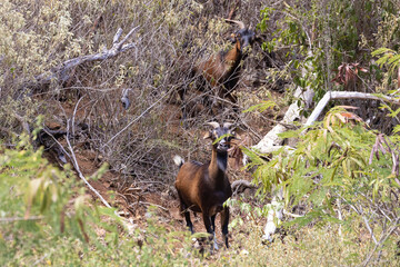 A wild goat foraging for food along the road in the U.S. Virgin Islands National Park on the island of Saint John.