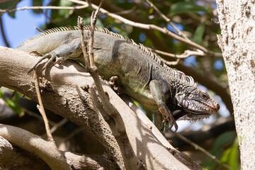 A wild iguana climbing a tree in U.S. Virgin Islands National Park on the island of Saint John.