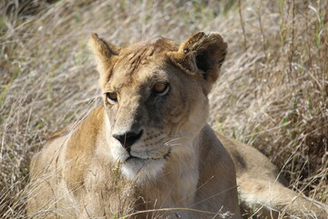 Fototapeta na wymiar lioness in the savanna