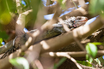 A wild iguana climbing a tree in U.S. Virgin Islands National Park on the island of Saint John.