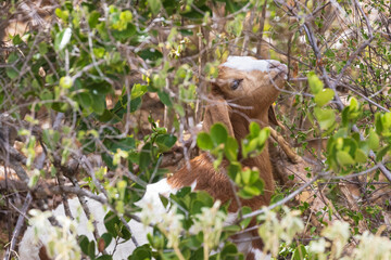 Fototapeta premium A wild goat foraging for food along the road in the U.S. Virgin Islands National Park on the island of Saint John.