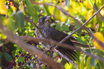 A wild pearly-eyed thrasher on U.S. Virgin Islands National Park on the island of St. John.