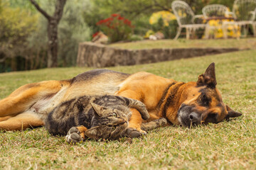  cat and german shepherd dog playing in the park