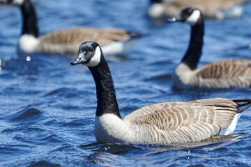 Canada goose on a lake